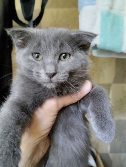 Радость(котятки) для серьезных людей