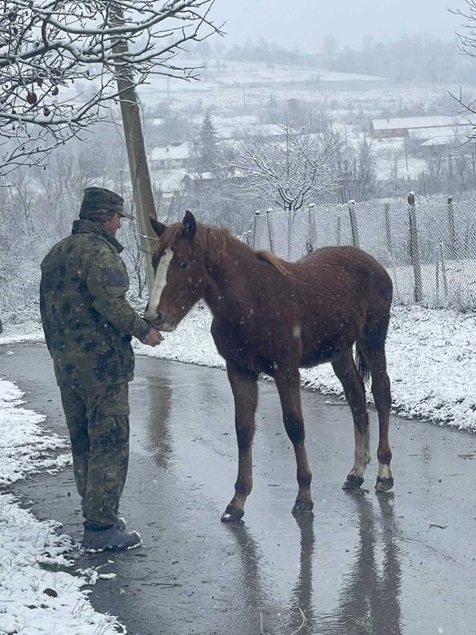 Продава се женско конче на 9месеца