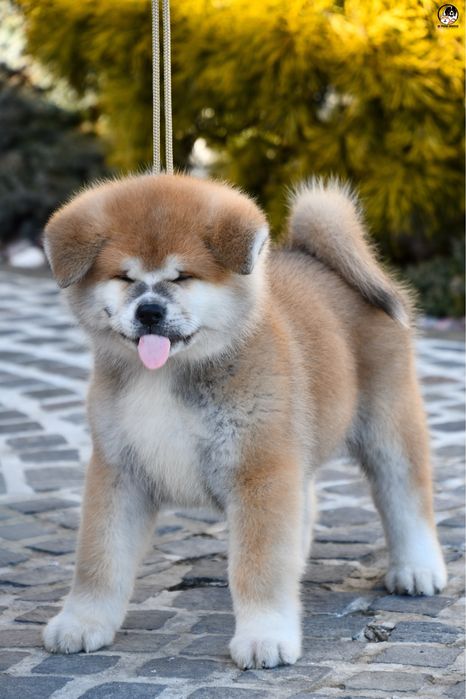 Akita Inu mascul
