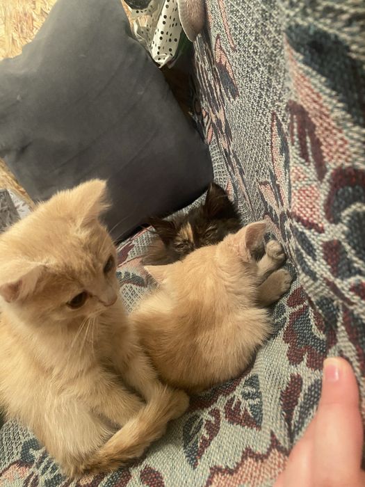 Отдаю котят в добрые руки