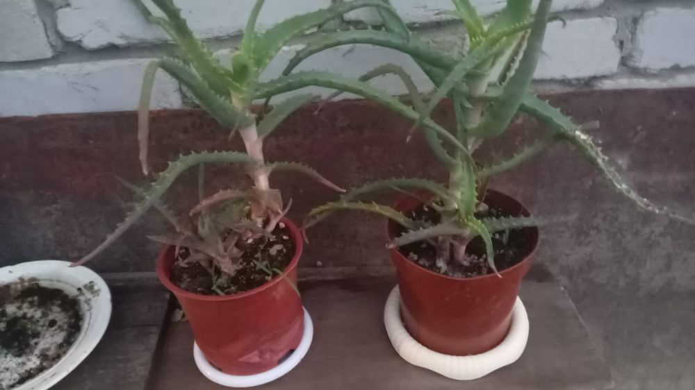 Продам алоэ лекарственный