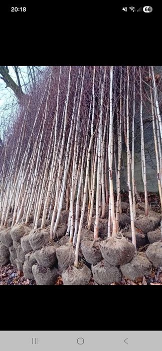 Copaci ornamentali mesteacăn platani
