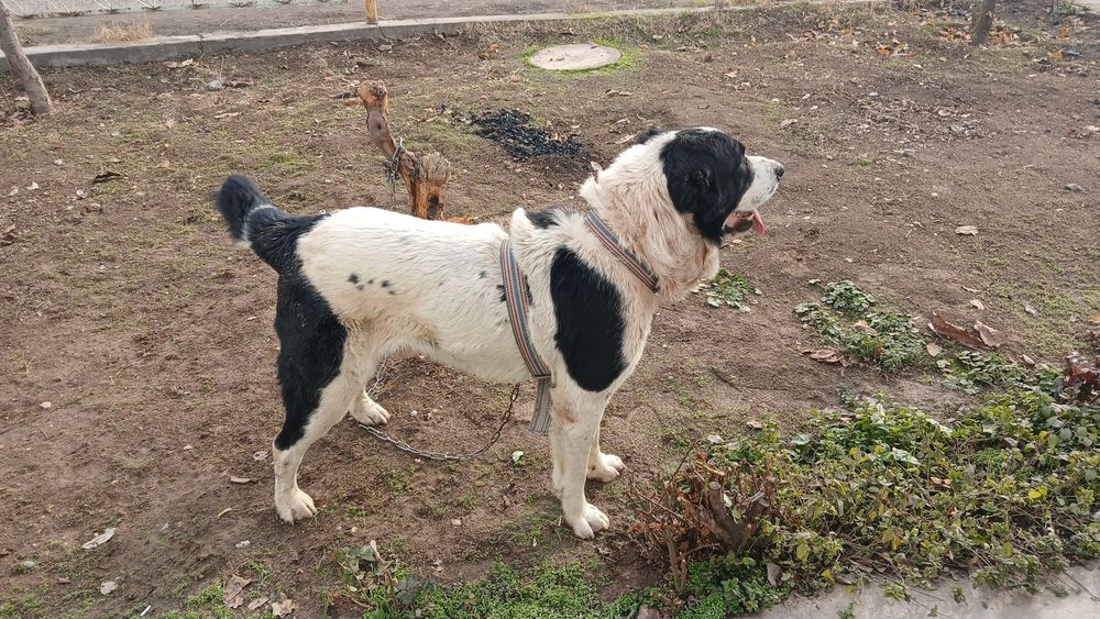 Продаётся Собака чистокровный алабай