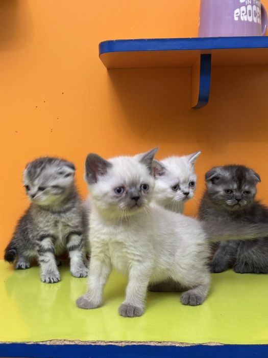 Шотландские котята