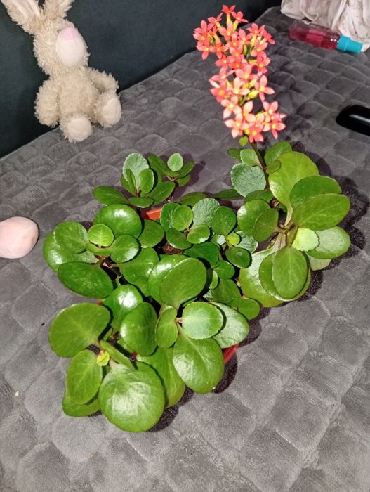 Продам комнатные цветы, цены в описании