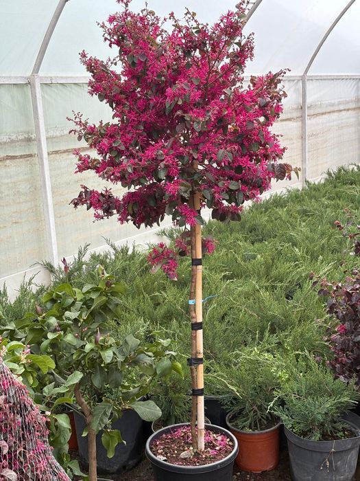 Mini spirale, pon pon , plante de gard viu , palmieri