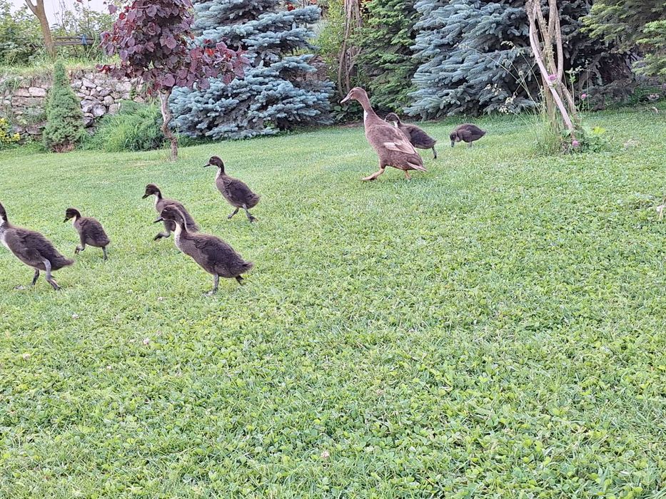 Rață alergătoare indiană