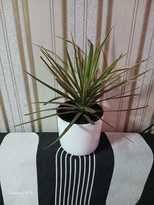 Продам домашние цветы