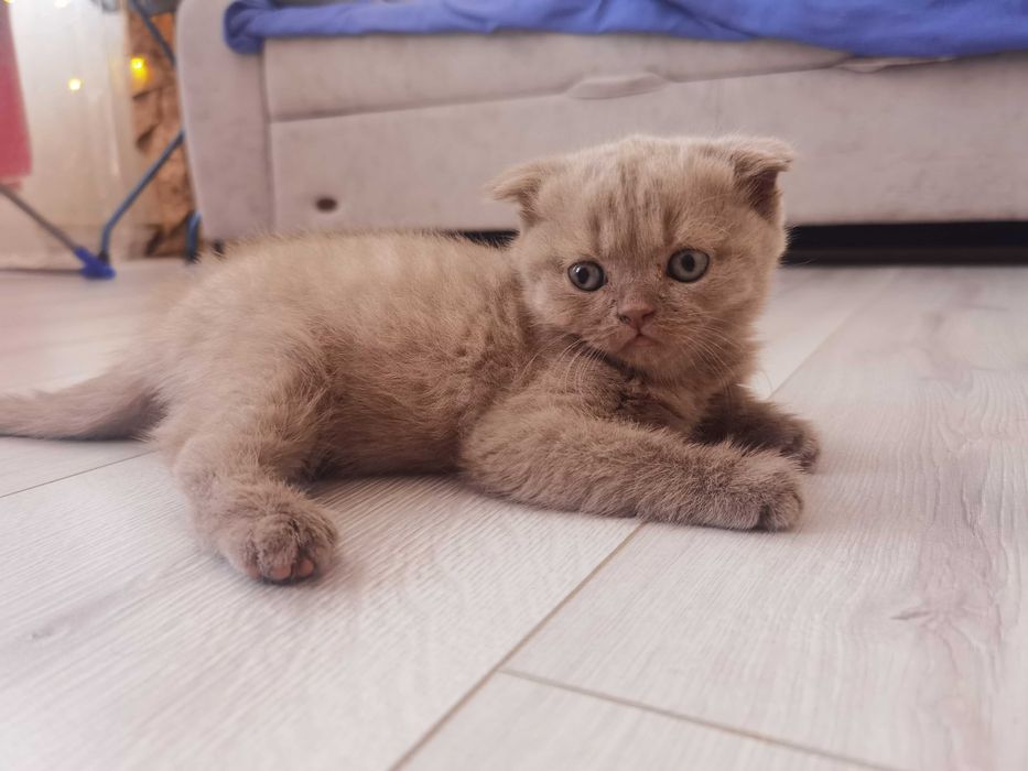 Вислоухий котёнок