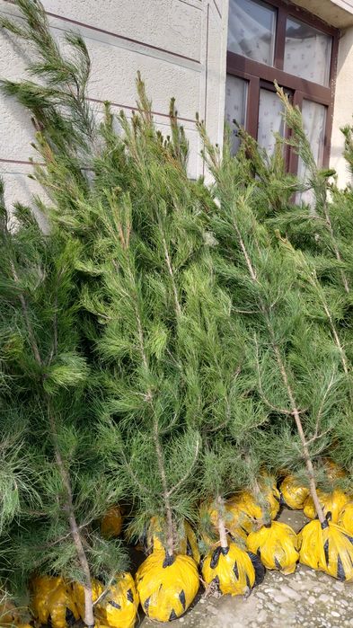 Елки оптом и в Розницу Ширша