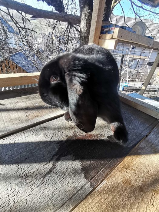 Berbec German mascul de 12 luni