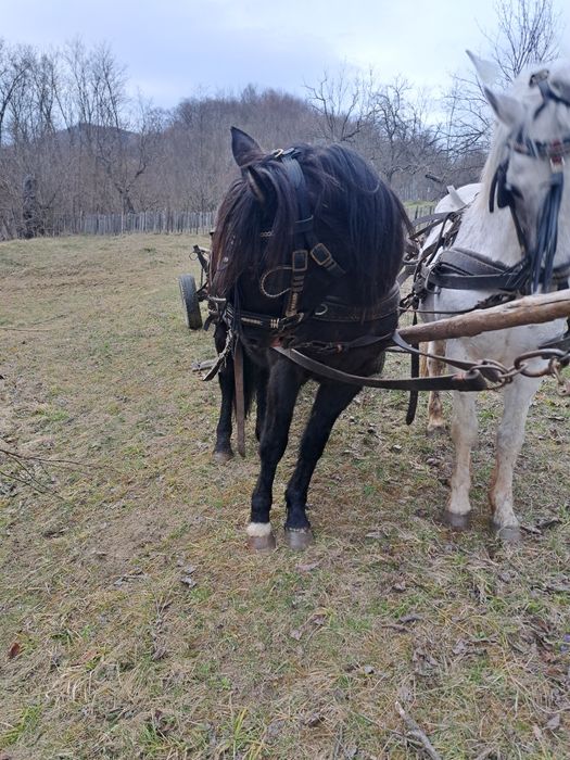 Vând iapa neagra și manza