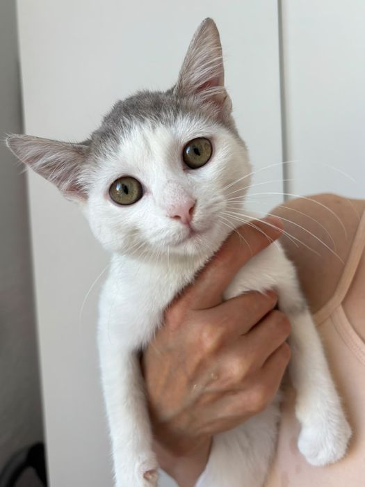 Котенок кошечка девочка
