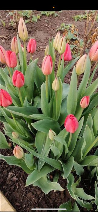 Bulbi de lalele 100 buc 60 lei