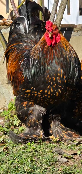 Продавам разплодни яйца от Златно кантирана Брама [Gold Laced Brahma]