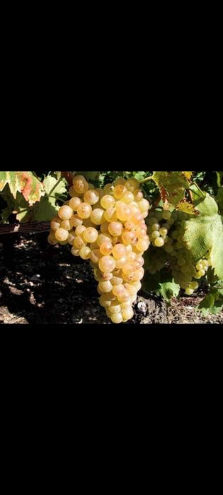Struguri de vin | Producători