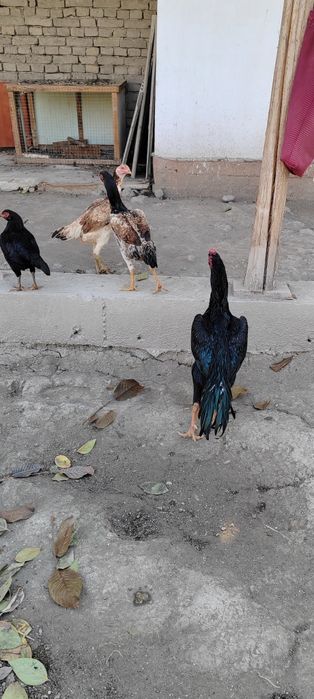 Тозасини ишкибозларига