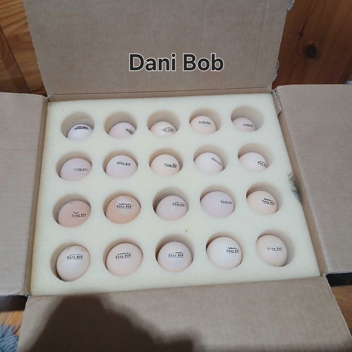 Oua de incubat / puisori de gaina rasa Australorp & Wyandotte