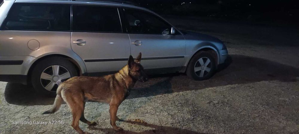 Малка Белгийска овчарка чака своя добър и грижовен стопанин