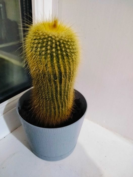 Продам кактусы набором