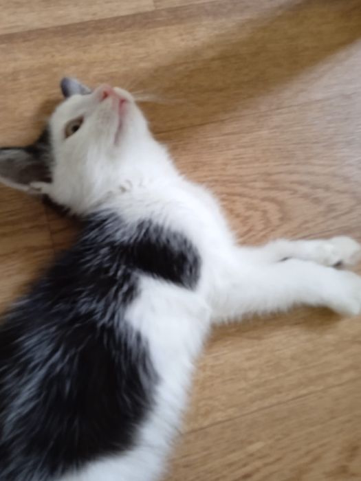Ищем дом котенку