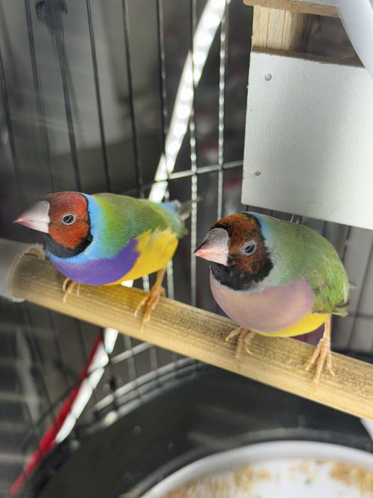 Гульда амадин пара