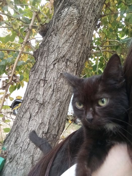 котенок брошенный