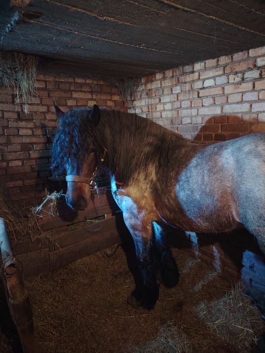 Vand armăsar semi greu