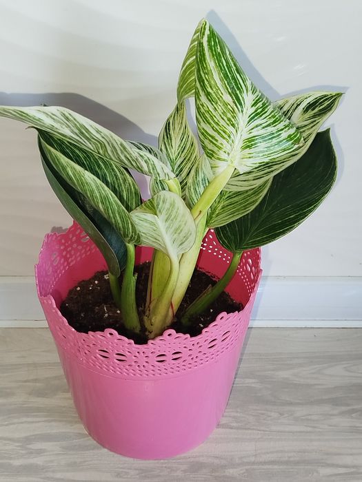 Feladendron Birkin