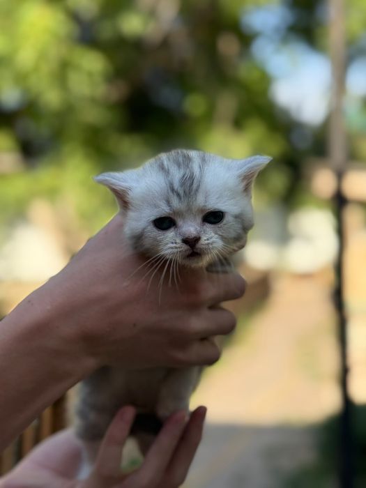 Британские котята  с родословной
