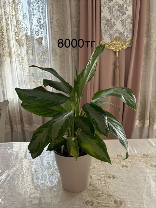 Продам комнатные цветы