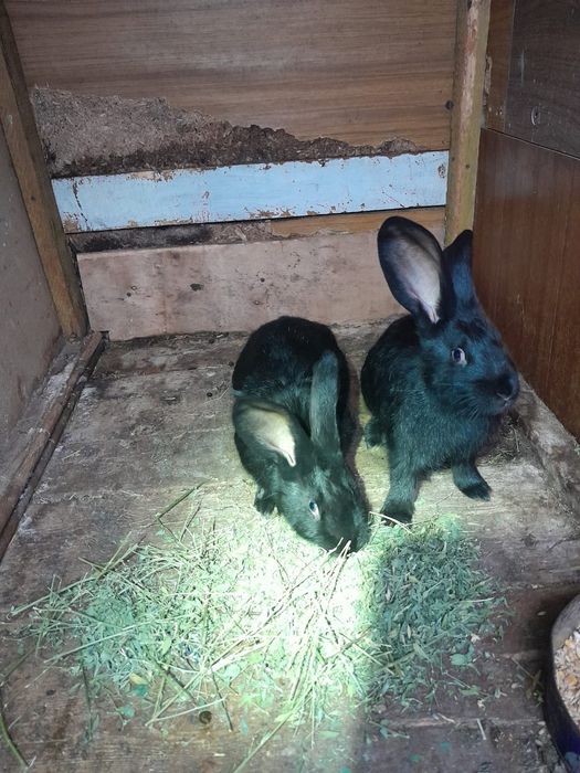 Продам кроликов, два самца.Строкачи