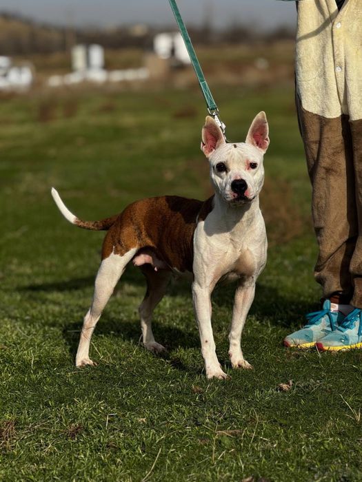 Не покупай! Возьми с приюта!