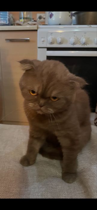 Пропал кот помогите