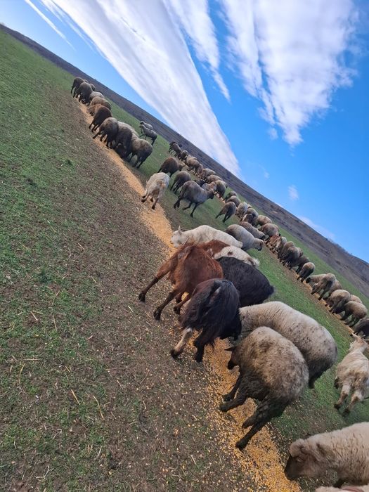 Oi si capre de vanzare