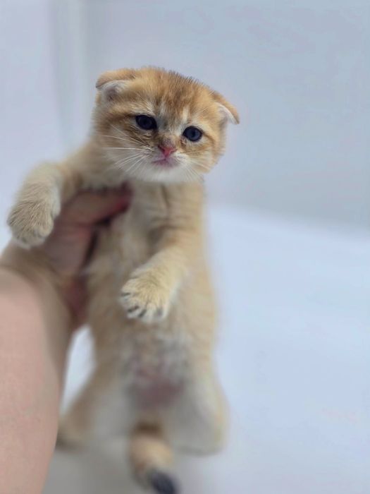 ВиСлоУшкИ пЛюШки золОто