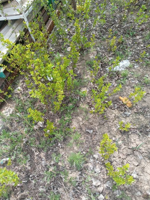 Вишня саженцы продам