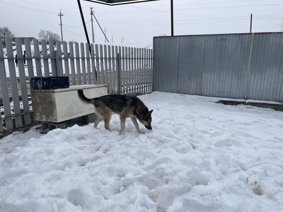 Немецкая овчарка с хаски