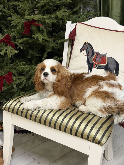 Кавалер Кинг Чарльз Спаниель