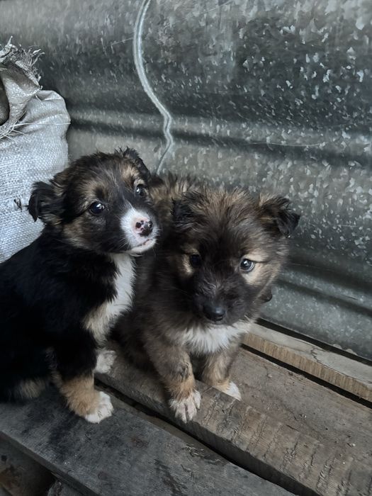 Бросили щенят в снегу