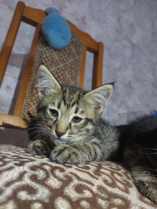 Отдам котят в добрые руки