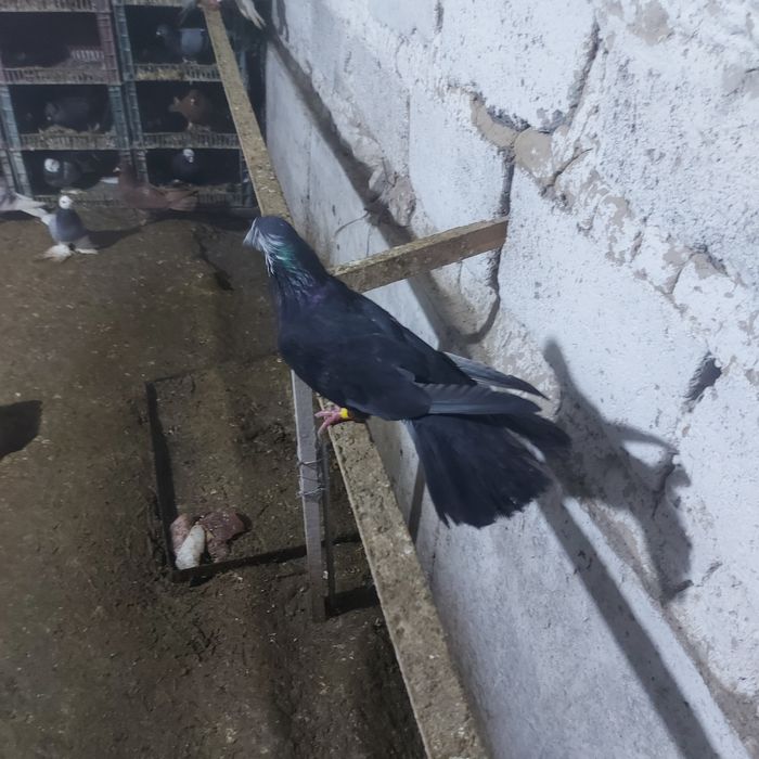 Жук акбас шыракахвосты 17хвост