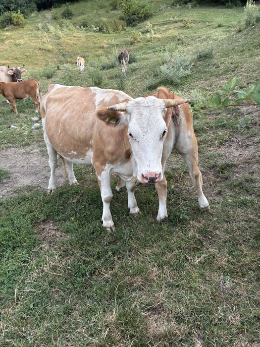 Vand vaca baltata romaneasca