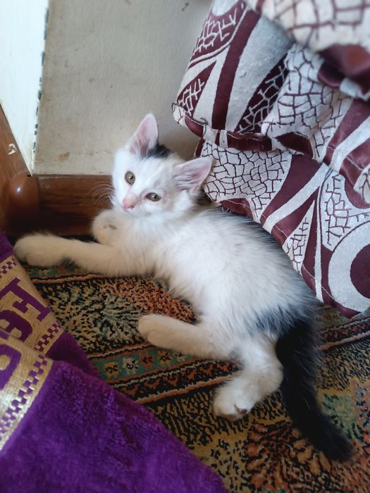 Mushukcha tekinga