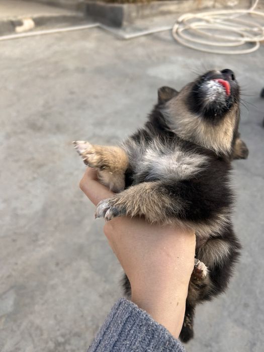 Отдам щенков в добрые руки