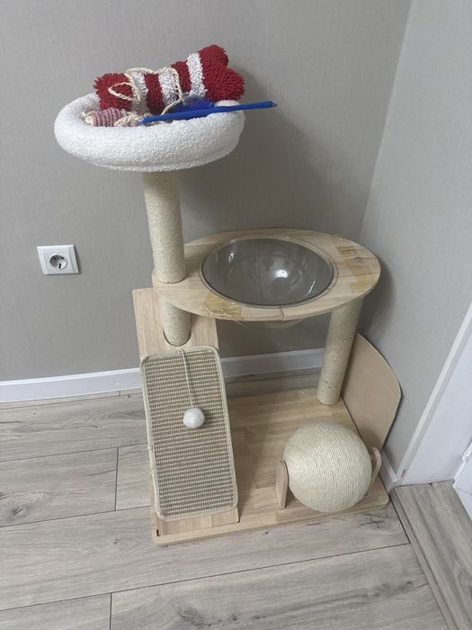 Продается породистый котенок