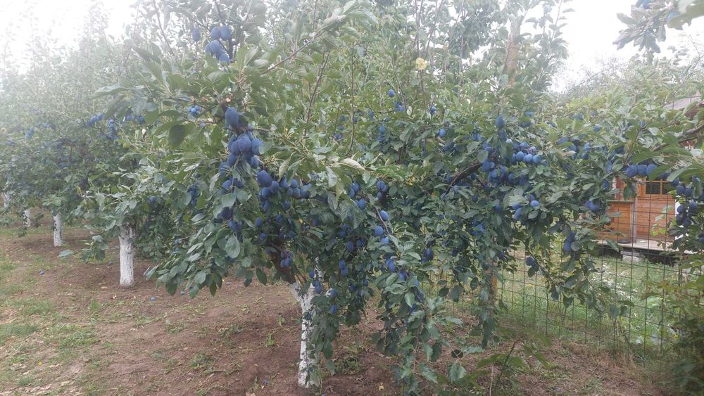 vand prune pentru tuica