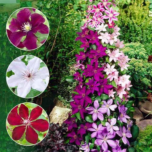 Clematis (Diferite Culori )