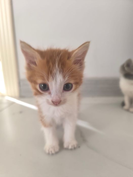 Котятки в добрые руки