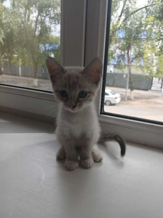 Одам отличного котёнка (девочка )